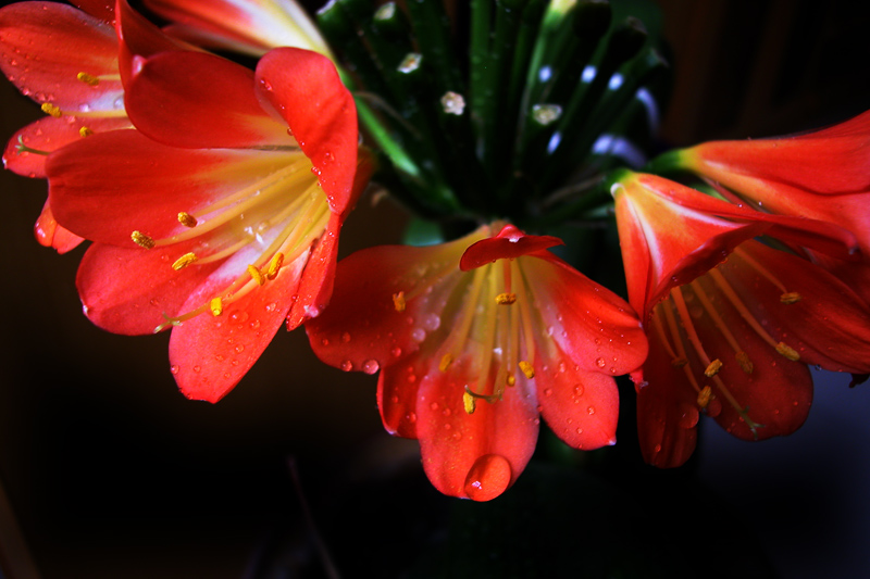 君子兰花 (1).jpg