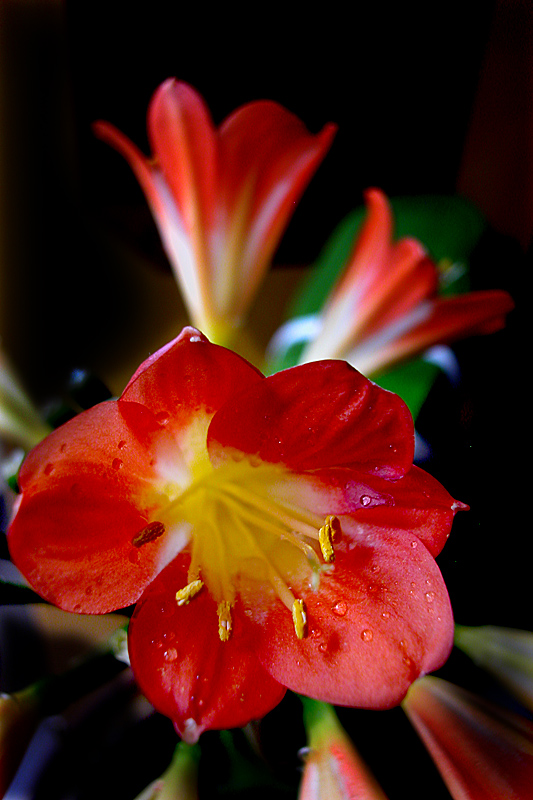 君子兰花 (2).jpg