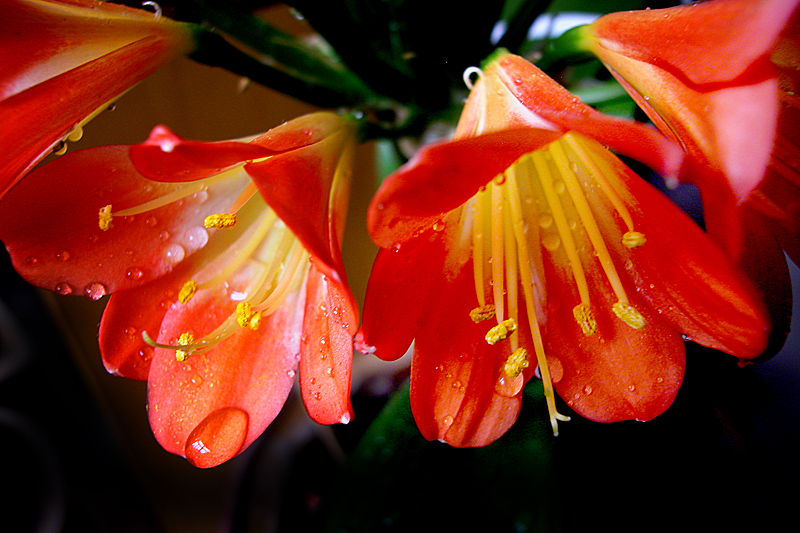 君子兰花 (3).jpg