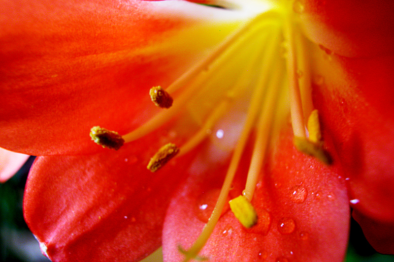 君子兰花 (4).jpg