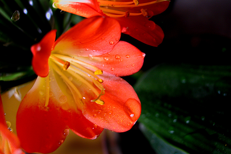 君子兰花 (5).jpg