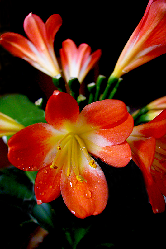 君子兰花 (6).jpg