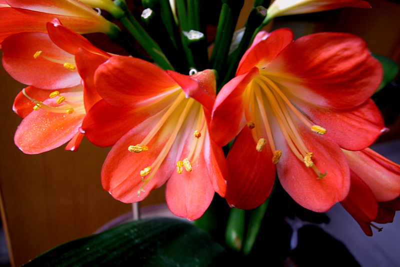 君子兰花 (7).jpg