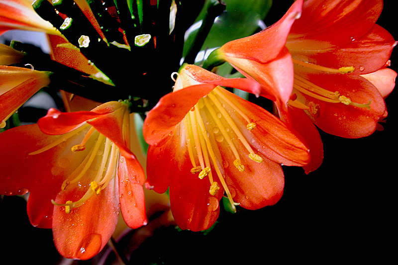 君子兰花 (9).jpg