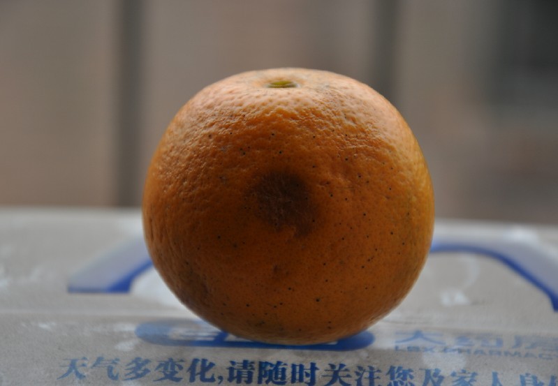橘子.jpg