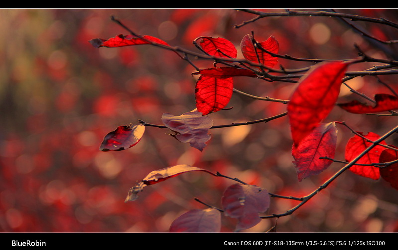 IMG_0435GS.jpg