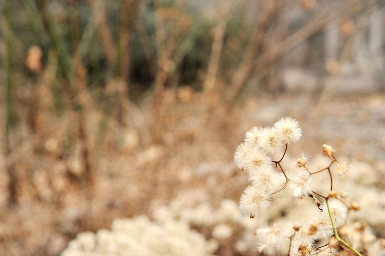 DSC_0780.jpg