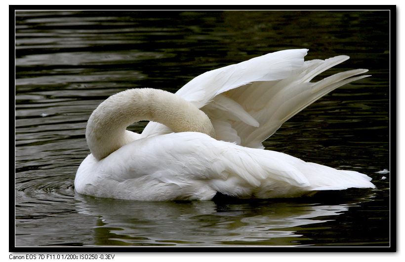 芙蓉园拍摄 022.JPG