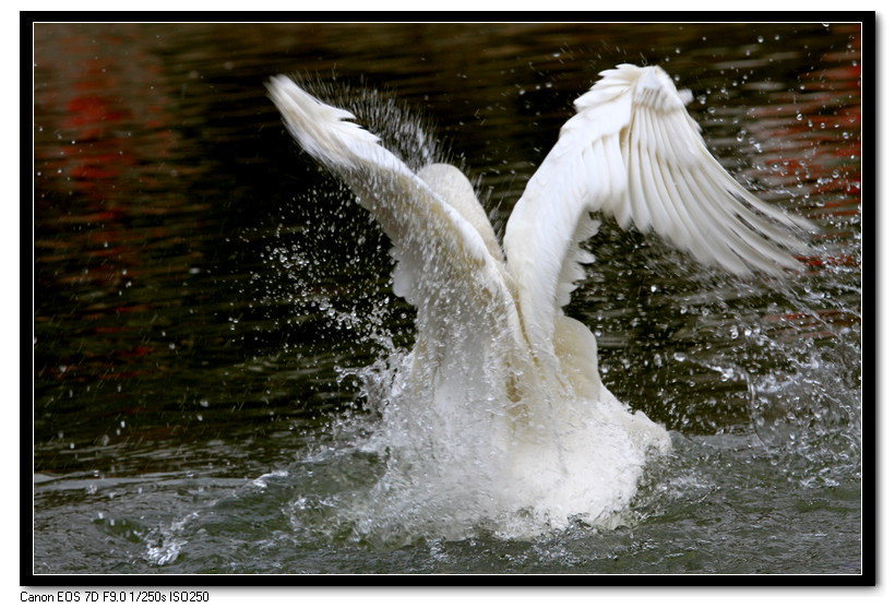 芙蓉园拍摄 059.JPG