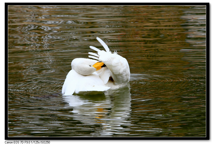 芙蓉园拍摄 084.JPG