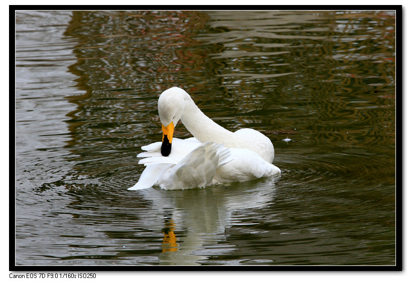 芙蓉园拍摄 096.JPG