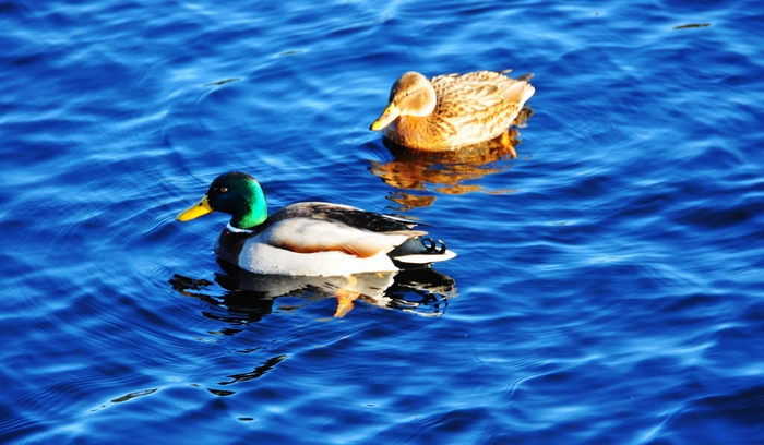 nEO_IMG_穿越尼斯湖的神秘water in Loch Ness.jpg