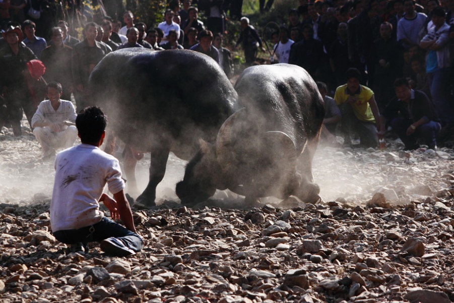 10.张蕾.决战.贵州雷山黄里.斗牛.jpg