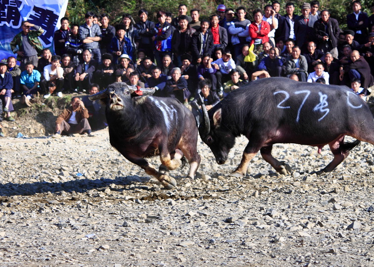 1.张蕾.绝望.贵州雷山报德.斗牛.jpg