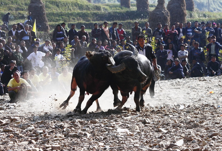 9.张蕾.决斗.贵州雷山黄里 .斗牛(3号).jpg