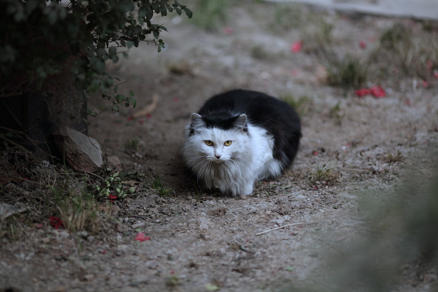 流浪猫长大了05_调整大小.JPG