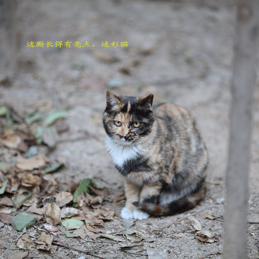 流浪猫长大了06_调整大小.JPG