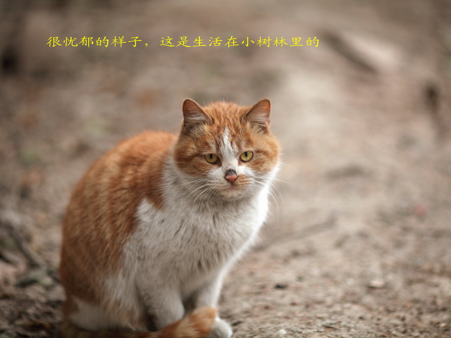 流浪猫长大了07_调整大小.JPG