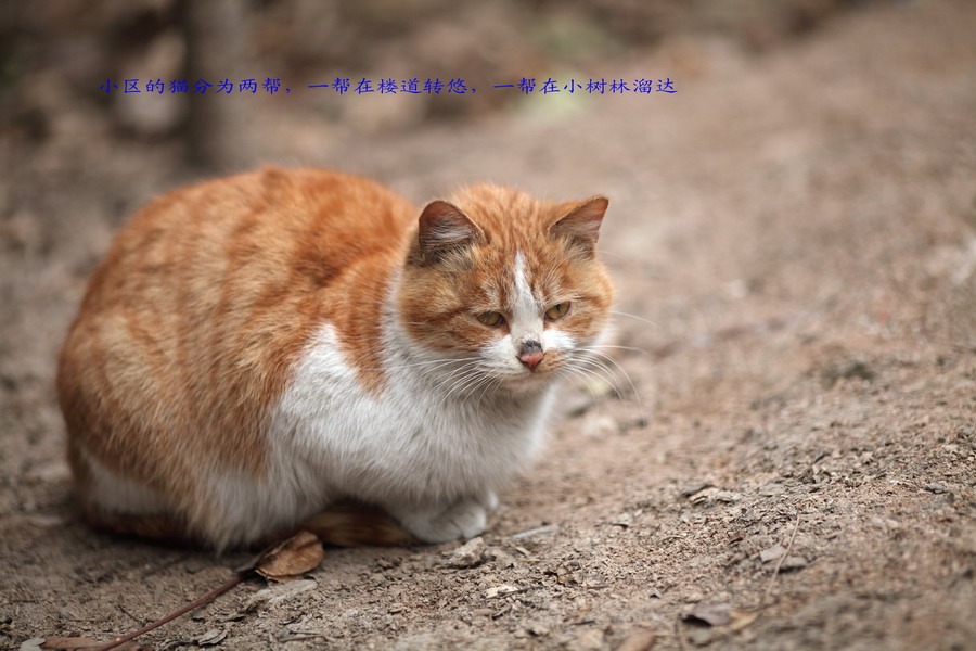 流浪猫长大了08_调整大小.JPG