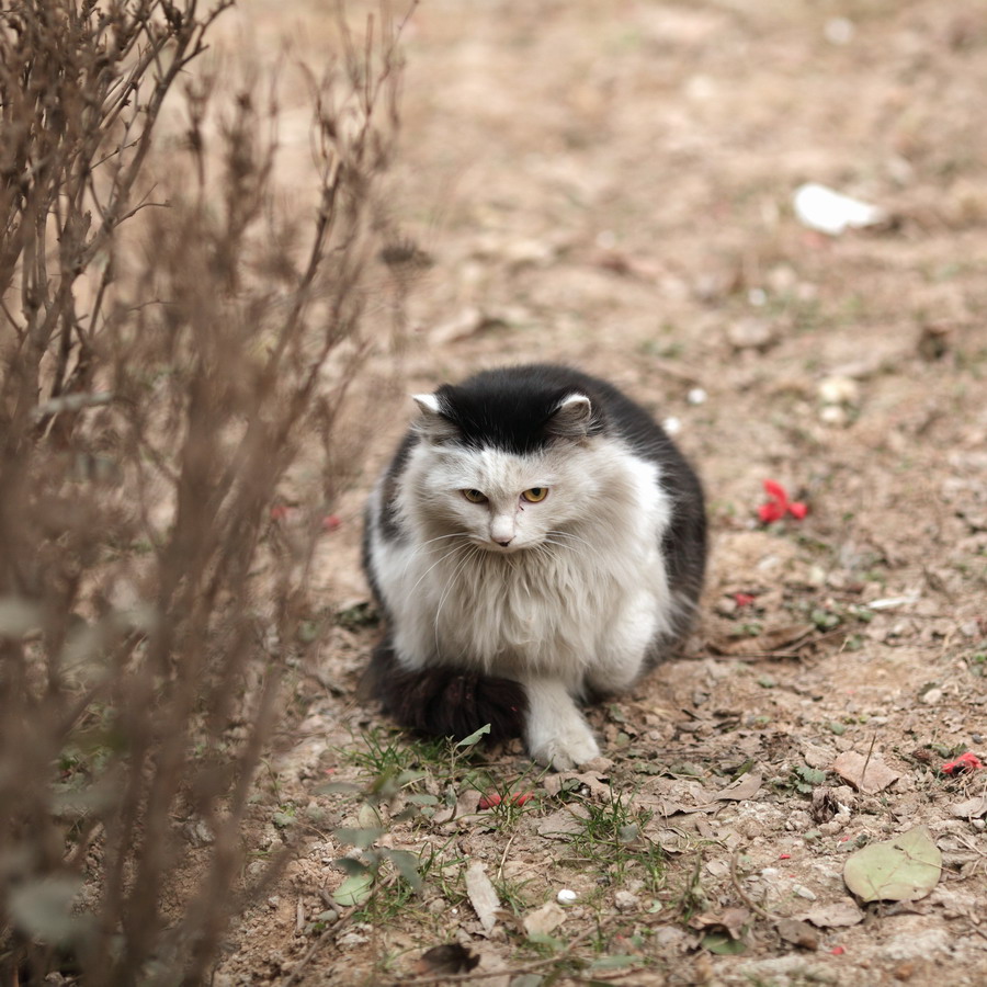 流浪猫长大了15_调整大小.JPG