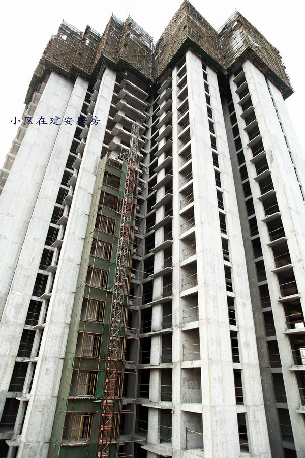 小狗 ISxxb01_调整大小.JPG