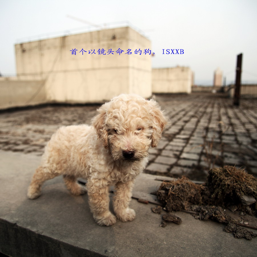 小狗 ISxxb05_调整大小.JPG