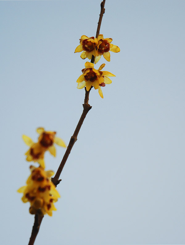 DSC_0262a.jpg