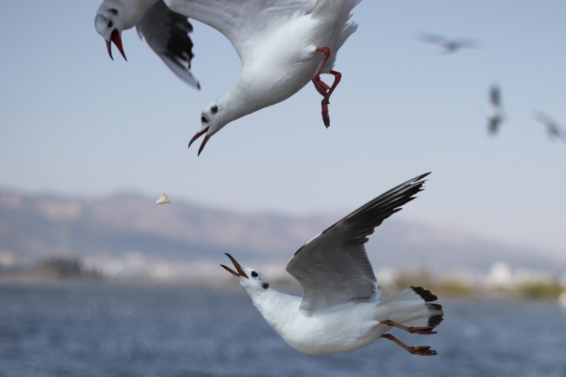 IMG_0143 (800x533).jpg