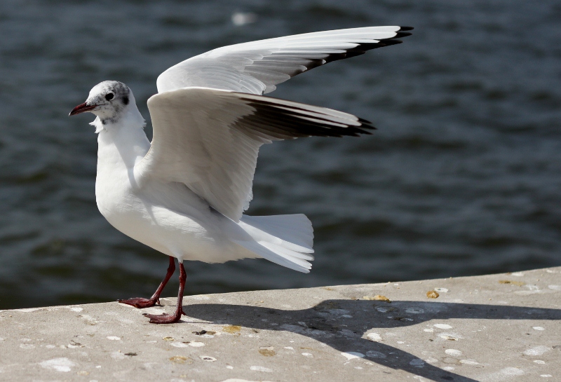 IMG_0184 (800x545).jpg