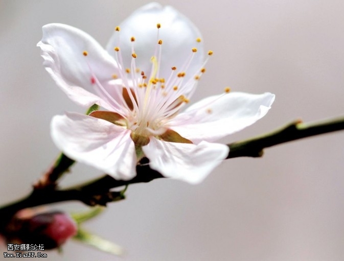 flower15-673x511.jpg