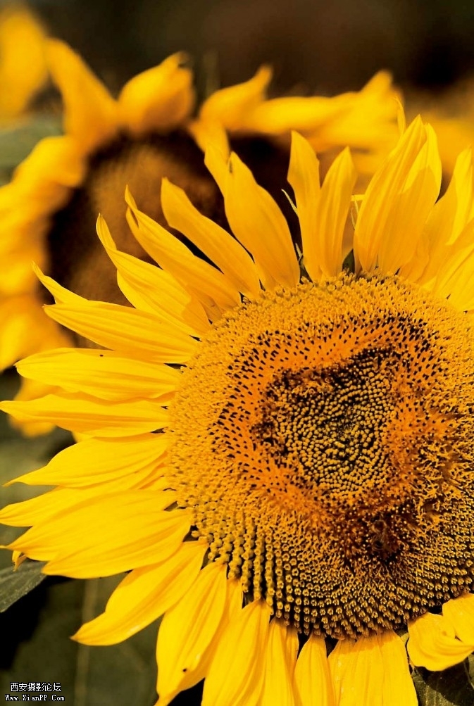 flower17-673x1003.jpg