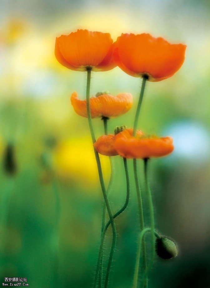 flower16-673x923.jpg