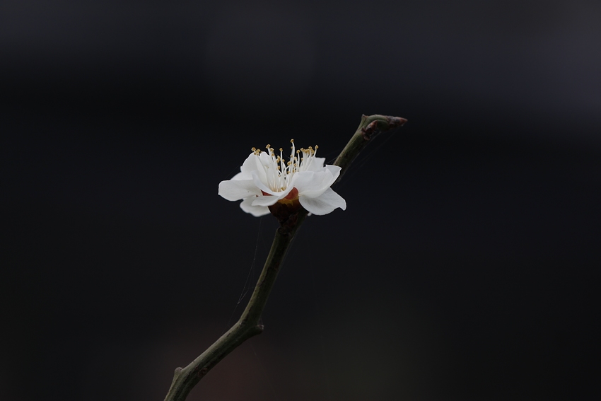 梅花 221A.jpg