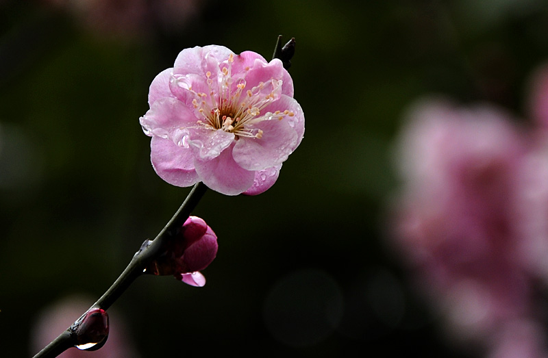 _DSC0018 复制.jpg