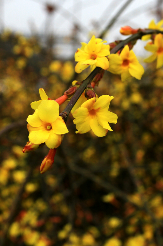 迎春花 107.jpg