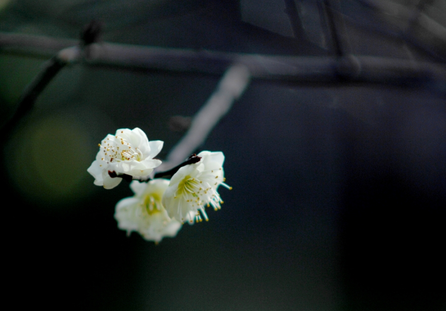 DSC_0167.JPG