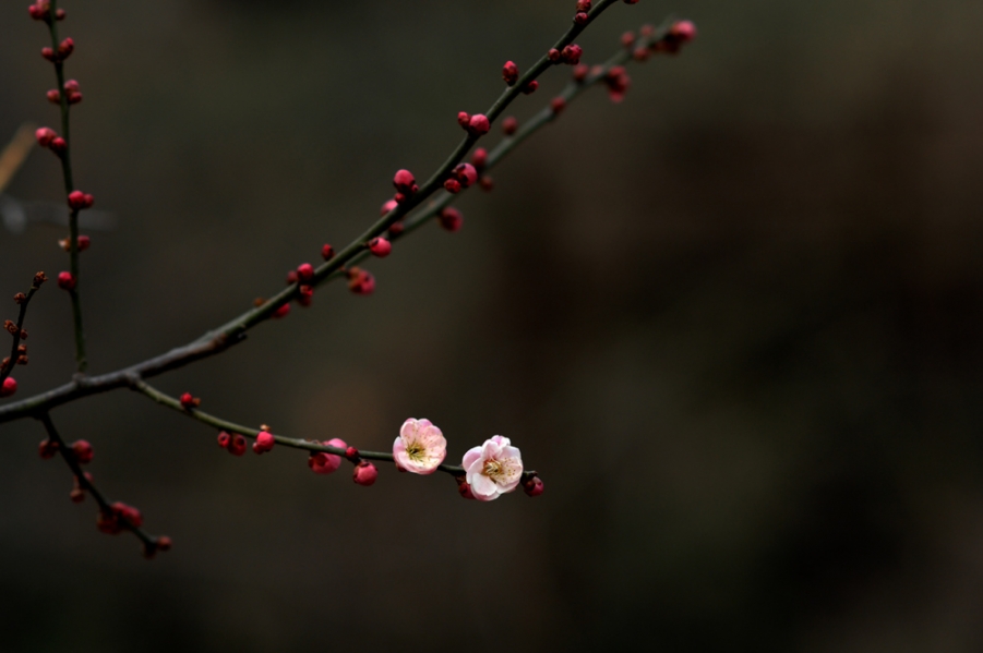 DSC_0002.JPG