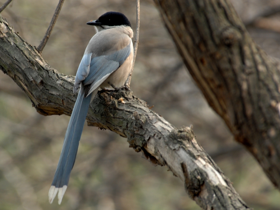 DSC_0008.JPG