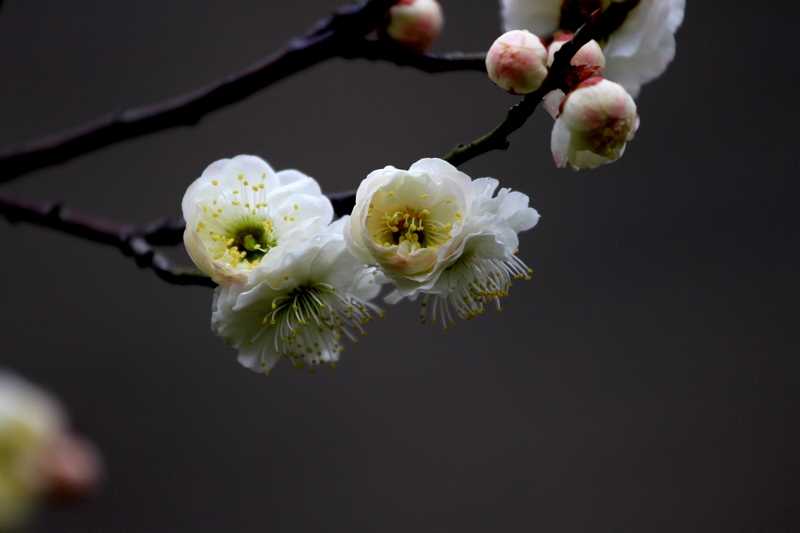 梅花 062.jpg