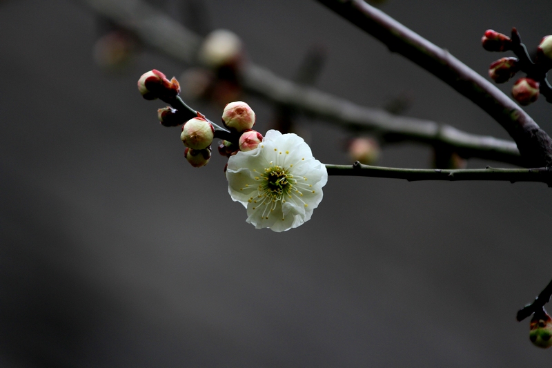 梅花 068.jpg