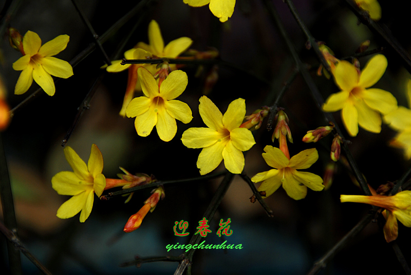 迎春花开 (10).jpg