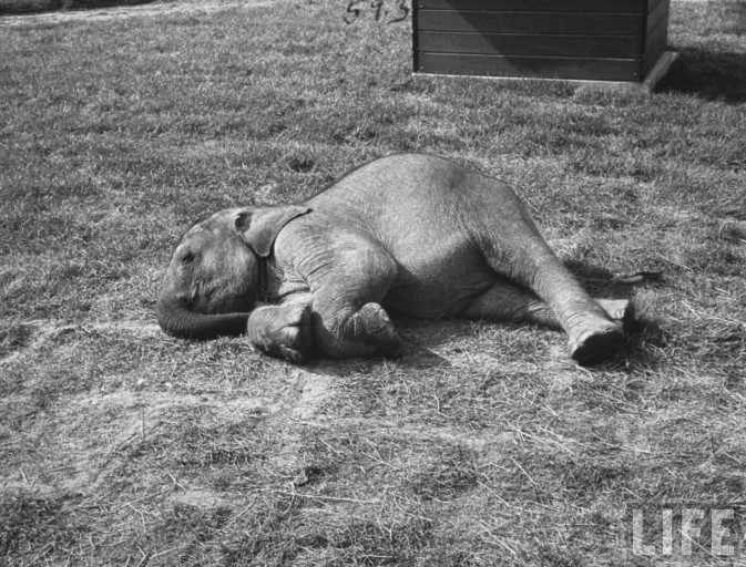 Exhausted-elephant-panting-on-the-ground-after-a-day-with-children-at-Brookfield-Childrens-Zoo.-673x512.jpg