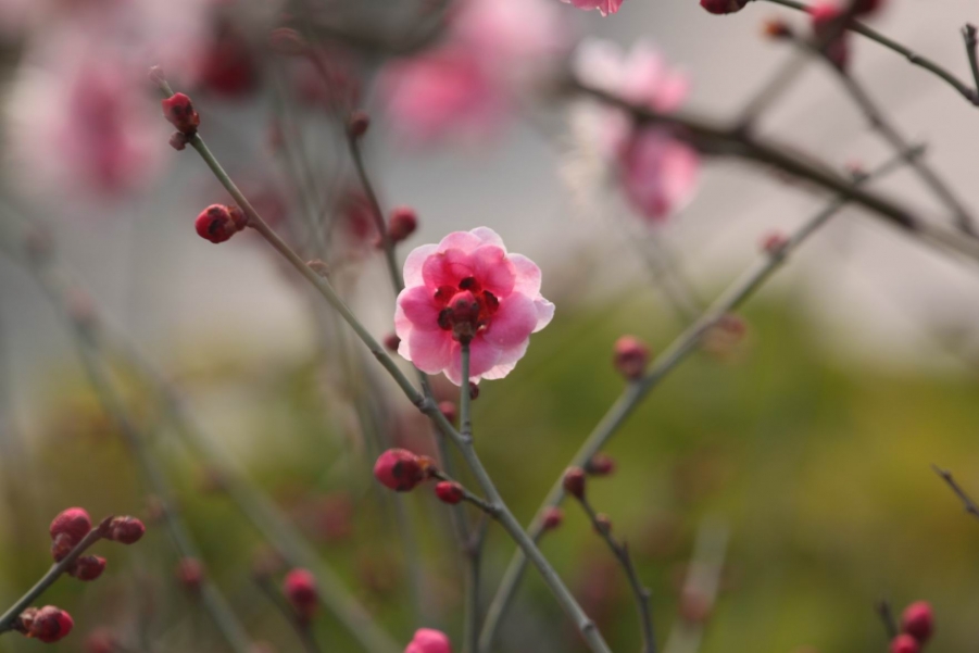 调整大小 IMG_4652.jpg