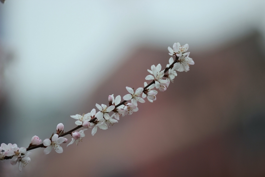 nEO_IMG_600D-135L阴天 试机13.jpg