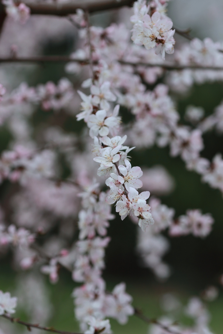 nEO_IMG_600D-135L阴天 试机15.jpg