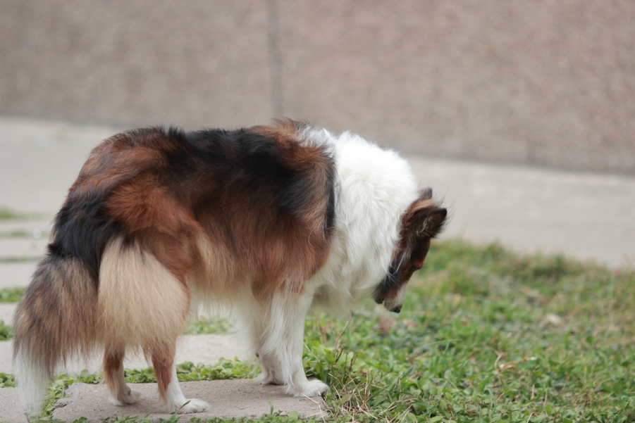 nEO_IMG_600D-135L阴天 试机19.jpg