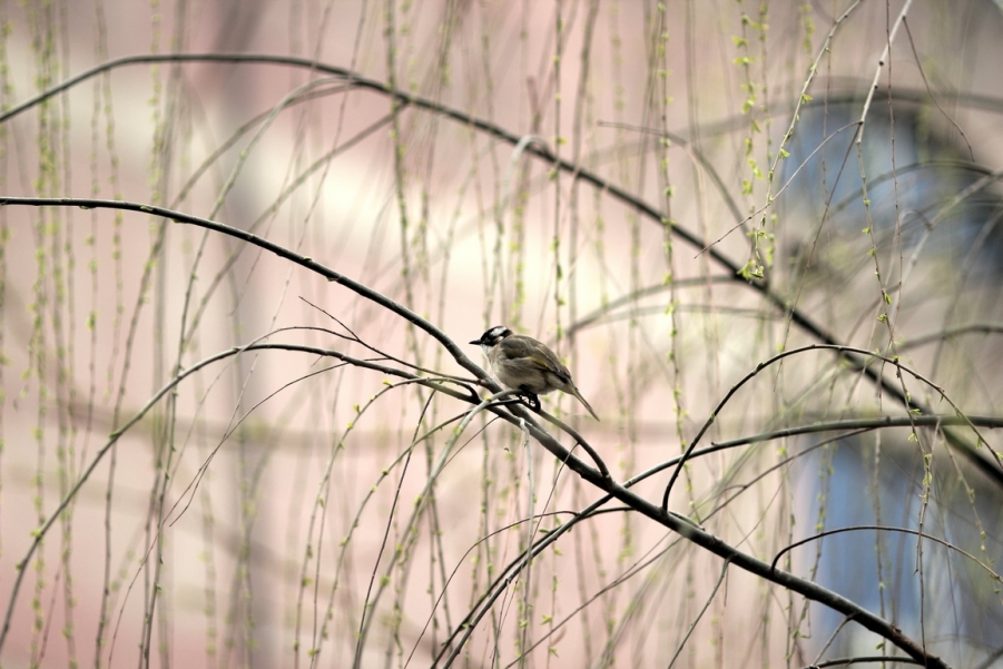 nEO_IMG_600D-135L阴天 试机22.jpg