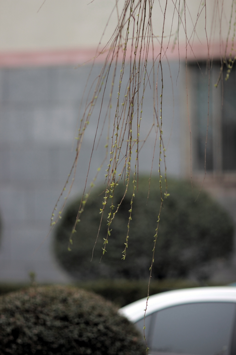 nEO_IMG_600D-135L阴天 试机24.jpg