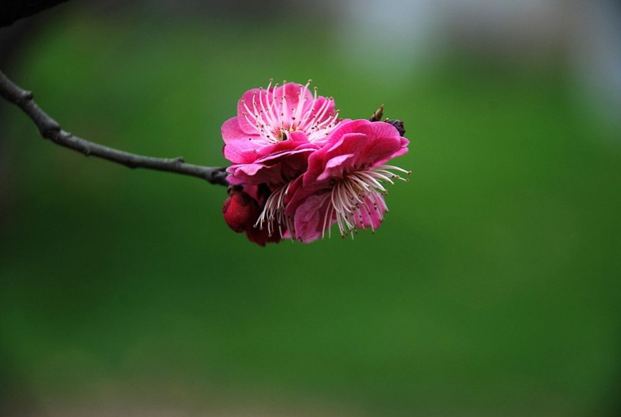 梅花香至苦寒来