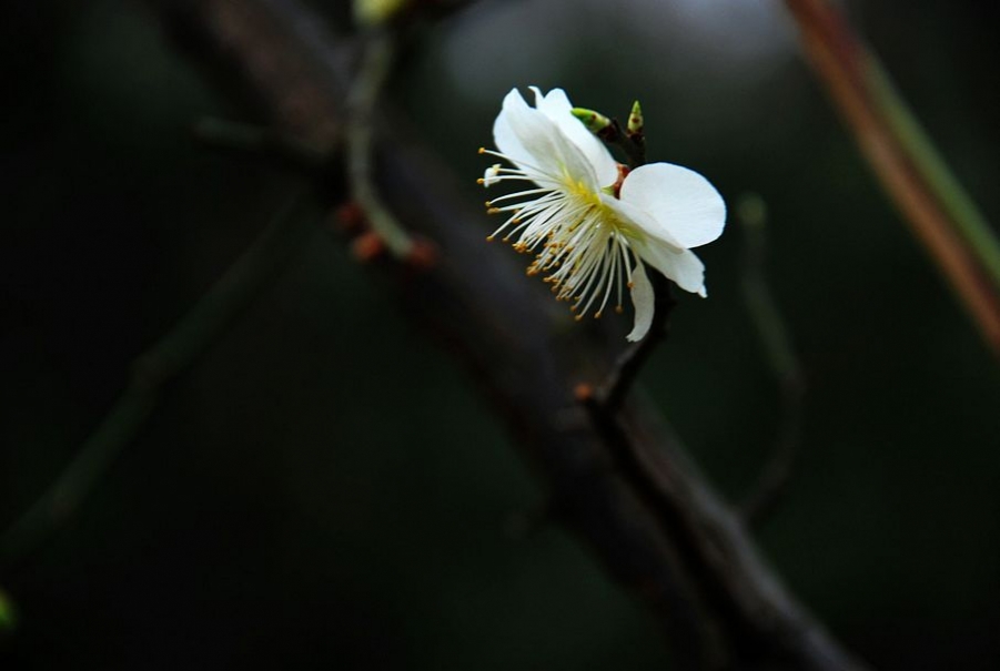 梅花香至苦寒来